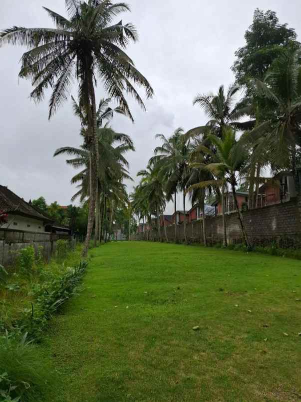 tanah yellow zone di kedewatan ubud bali