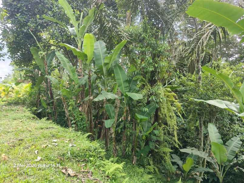 tanah zona kuning non lsd di tegallalang gianyar bali