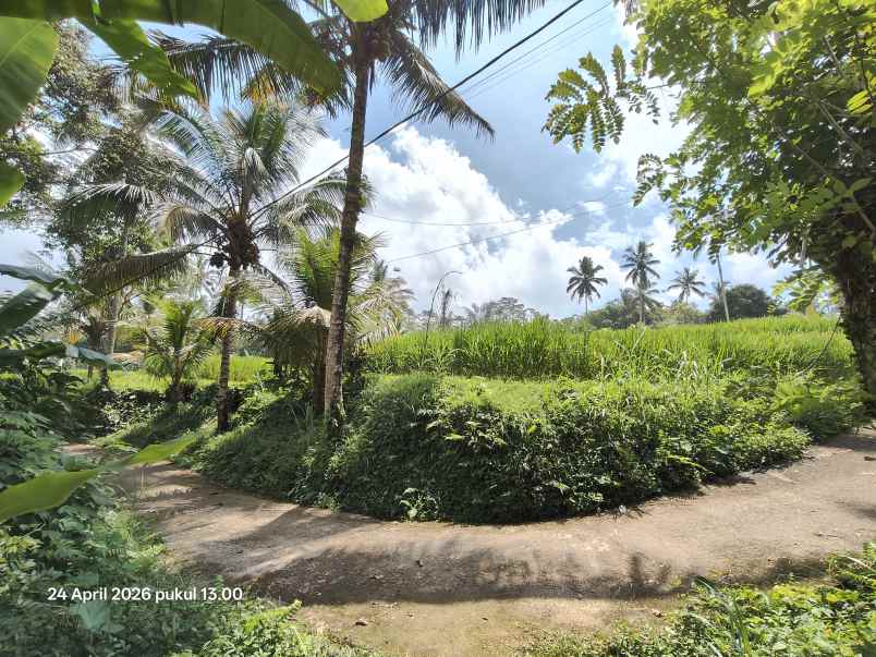 tanah zona kuning non lsd di tegallalang gianyar bali