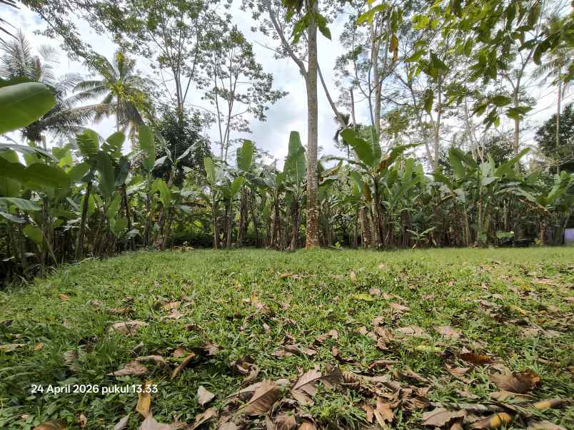 tanah zona kuning non lsd di tegallalang gianyar bali