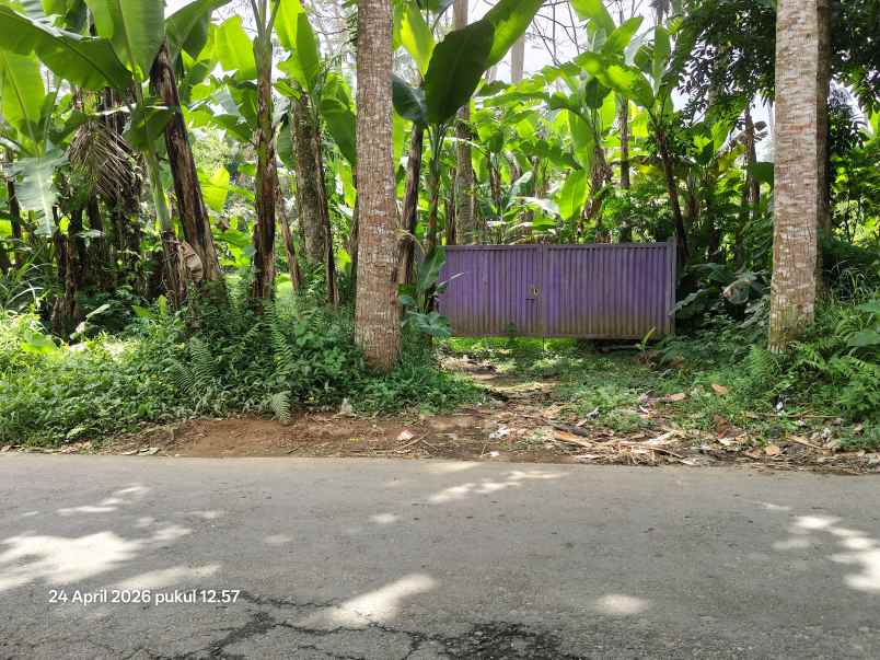 tanah zona kuning non lsd di tegallalang gianyar bali