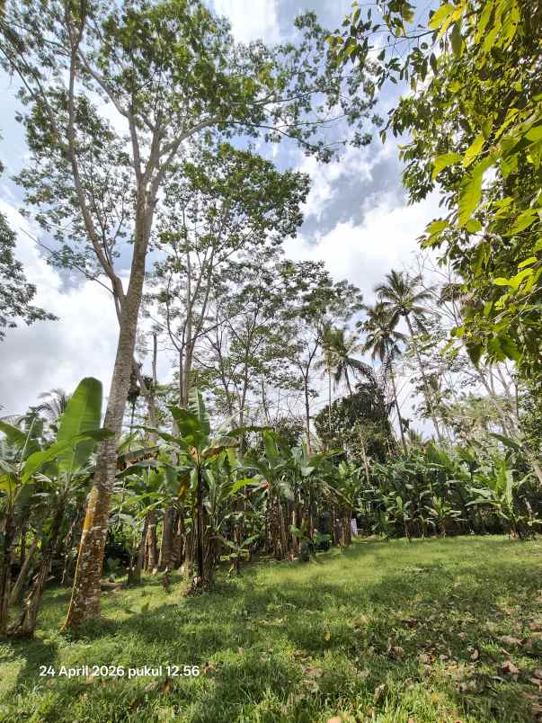 tanah zona kuning non lsd di tegallalang gianyar bali