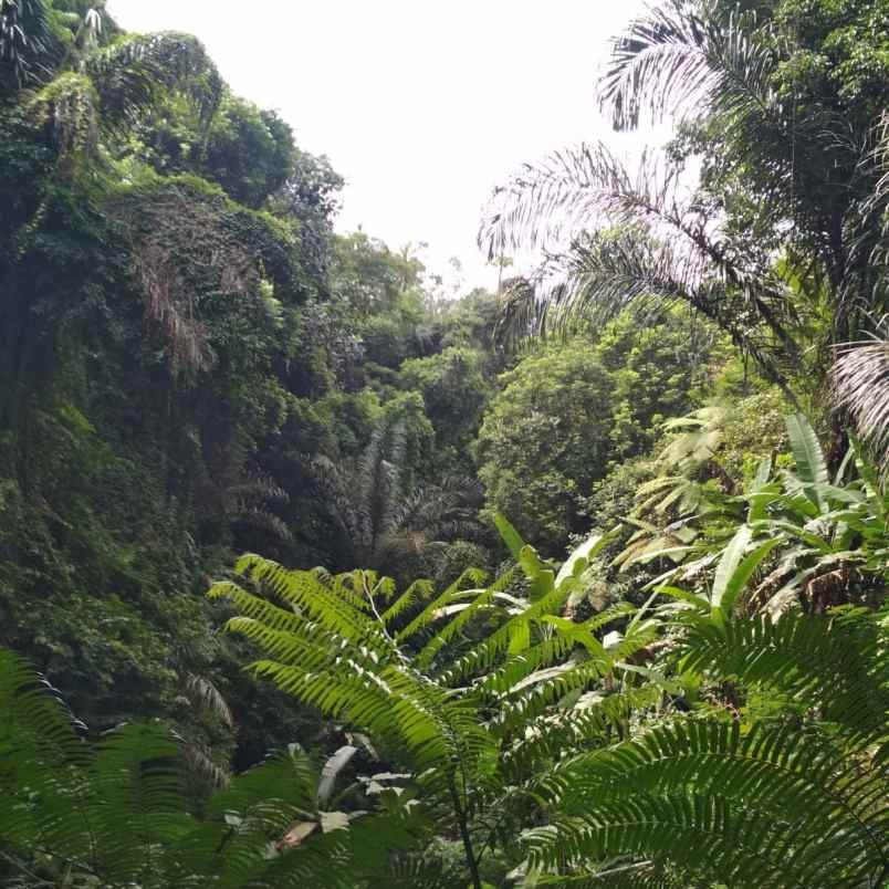 dijual 1 058 ha ds buahan payangan ubud gianyar bali