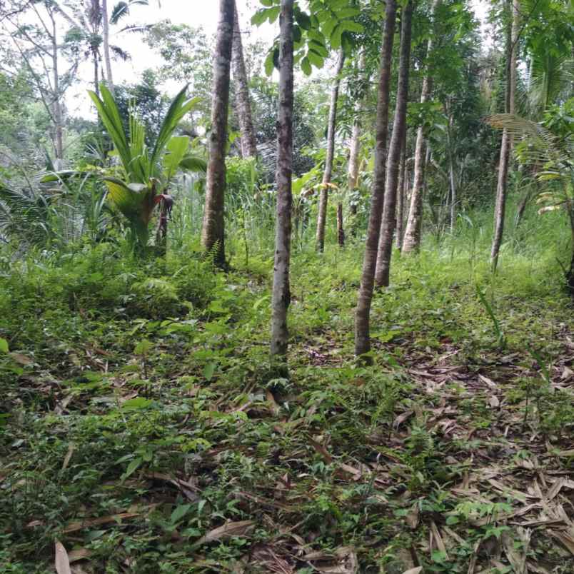 dijual 1 058 ha ds buahan payangan ubud gianyar bali