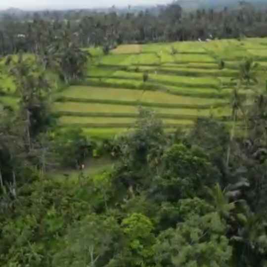 dijual 1 058 ha ds buahan payangan ubud gianyar bali