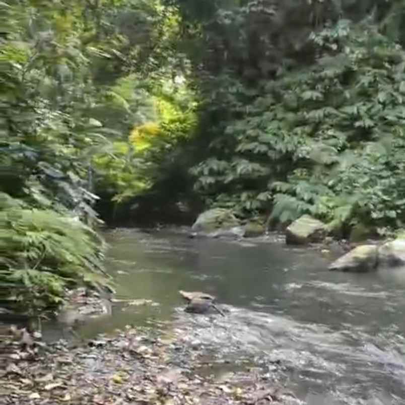 dijual 1 058 ha ds buahan payangan ubud gianyar bali