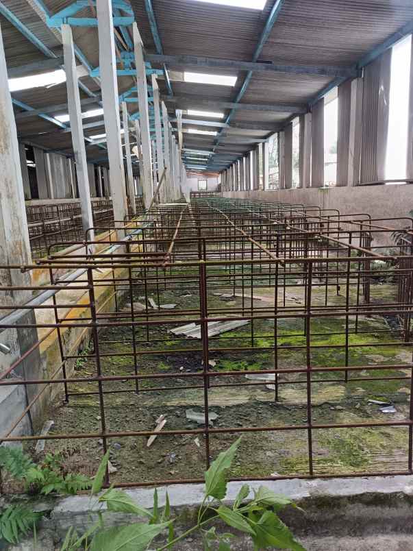 dijual kandang babi 1 2ha ijin aktif salatiga 15m nego