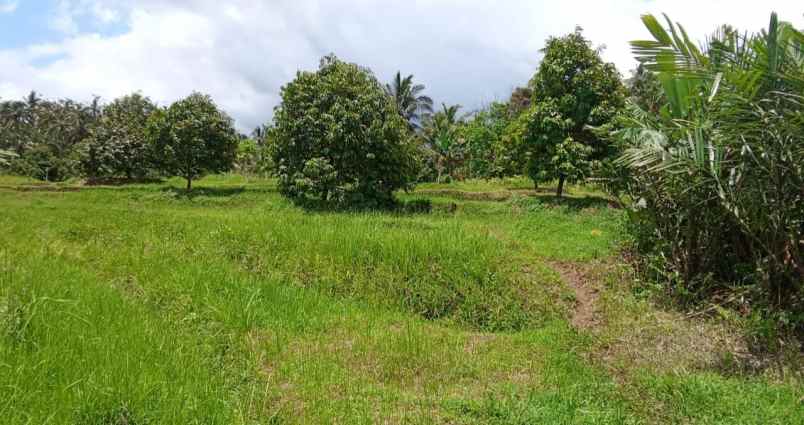 dijual kebun durian produktif di selemadeg barat