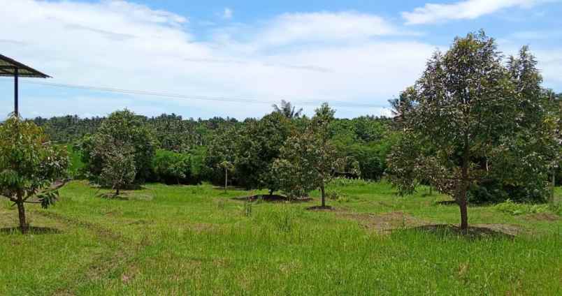 dijual kebun durian produktif di selemadeg barat