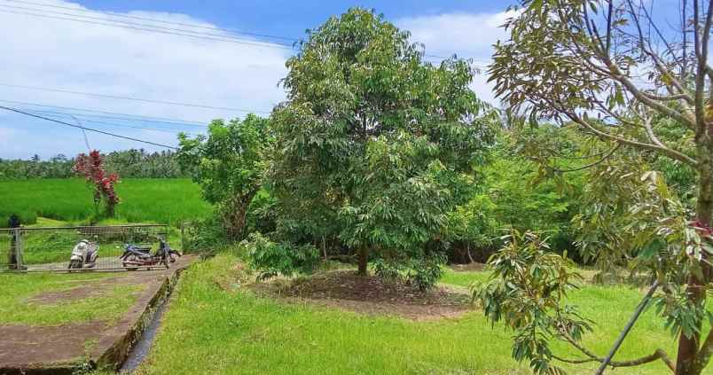 dijual kebun durian produktif di selemadeg barat