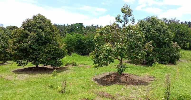 dijual kebun durian produktif di selemadeg barat