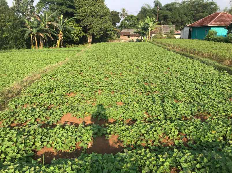 dijual murah di bawah njop tanah dramaga bogor