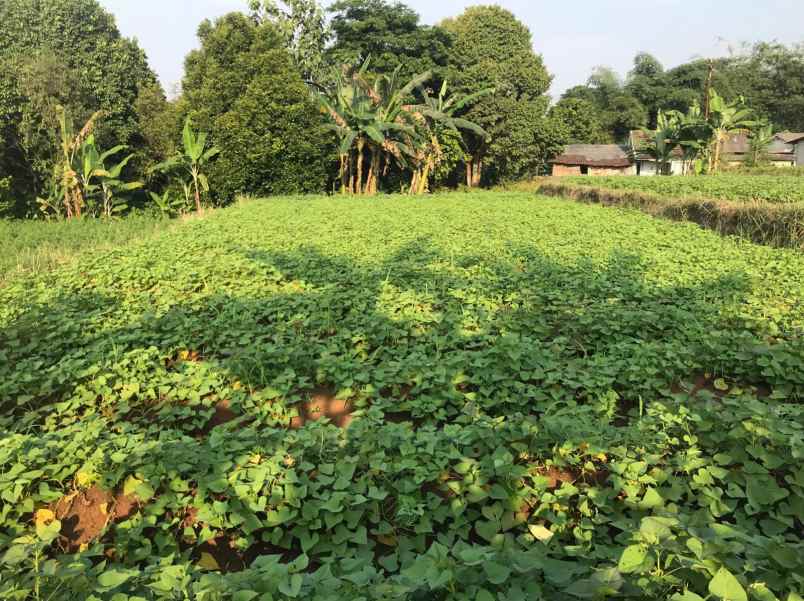 dijual murah di bawah njop tanah dramaga bogor