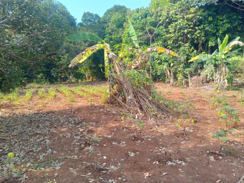 dijual tanah 1 2 hektar setu bekasi