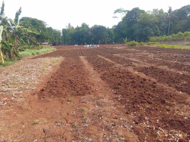 dijual tanah 1 2 hektar setu bekasi
