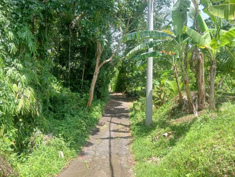 dijual tanah antosari selemadeg barat