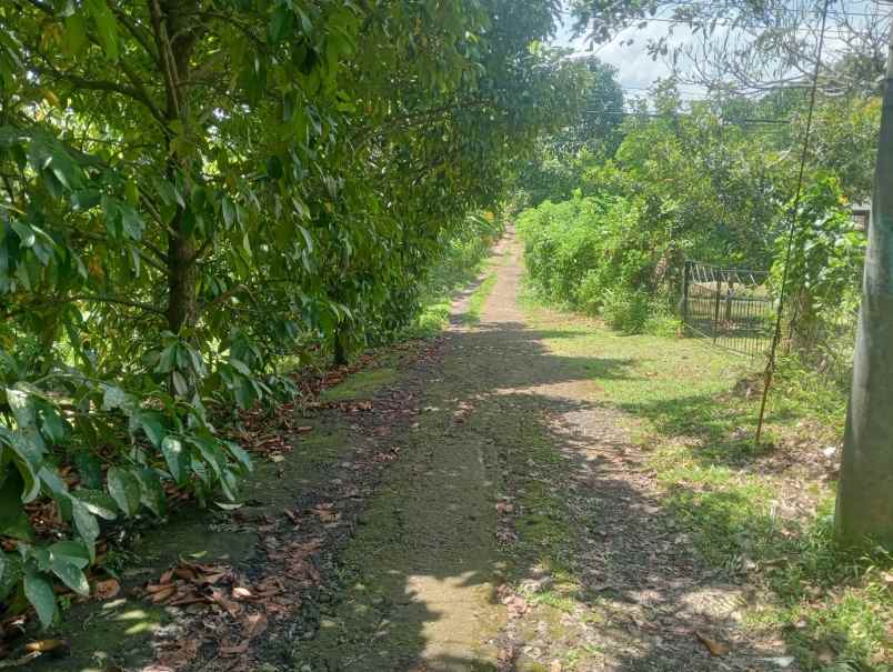 dijual tanah antosari selemadeg barat