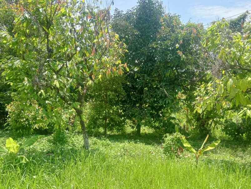 dijual tanah antosari selemadeg barat