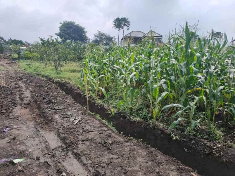 dijual tanah banaran