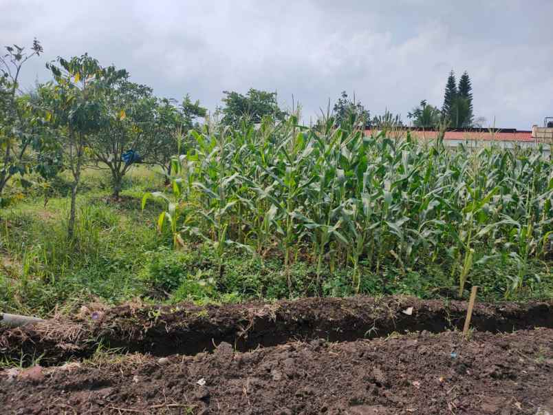 dijual tanah banaran