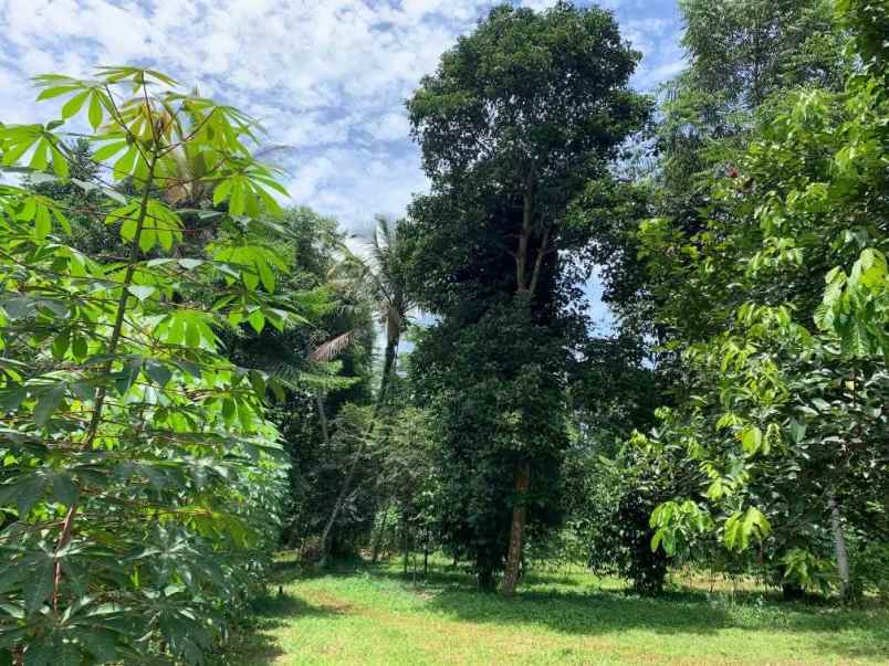 dijual tanah desa cijantung