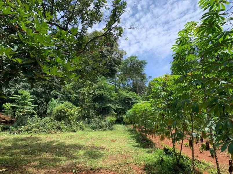 dijual tanah desa cijantung