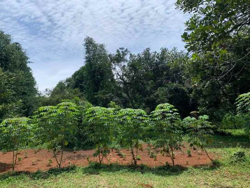 dijual tanah desa cijantung