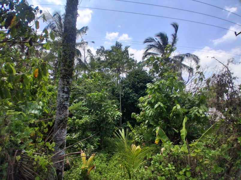 dijual tanah desa lumbung selemadeg