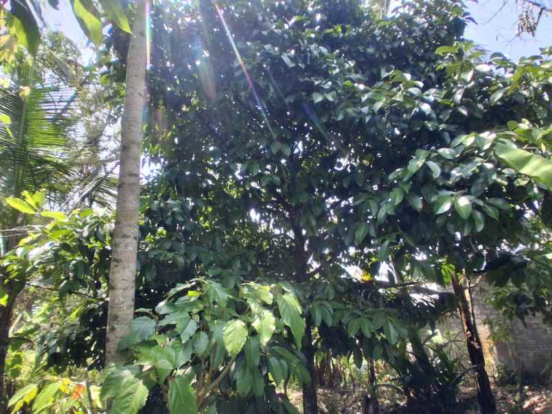 dijual tanah desa lumbung selemadeg