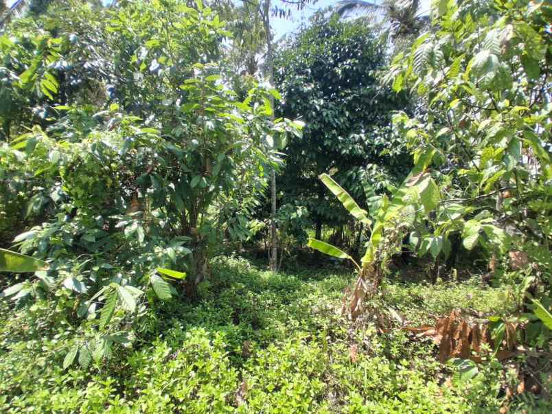 dijual tanah desa lumbung selemadeg
