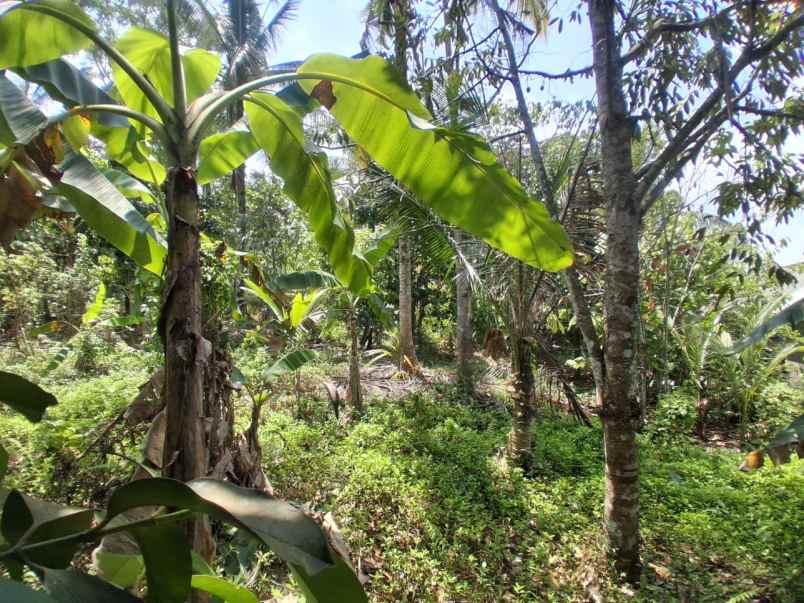 dijual tanah desa lumbung selemadeg
