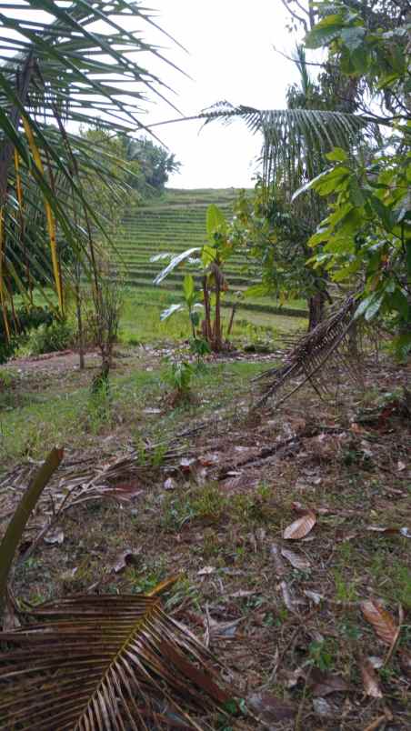 dijual tanah desa lumbung selemadeg