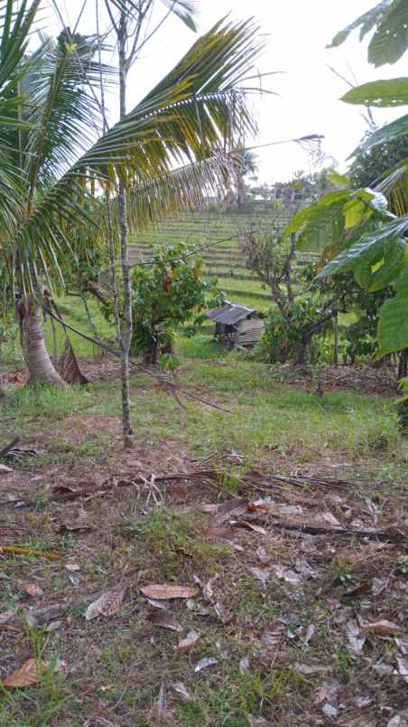 dijual tanah desa lumbung selemadeg