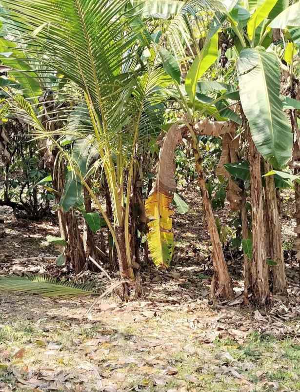 dijual tanah desa lumbung selemadeg