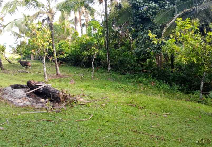 dijual tanah desa lumbung selemadeg