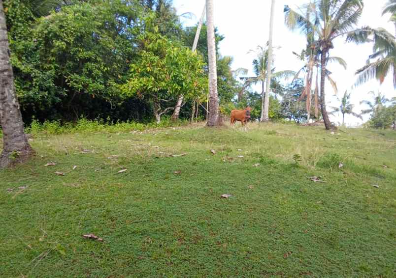 dijual tanah desa lumbung selemadeg