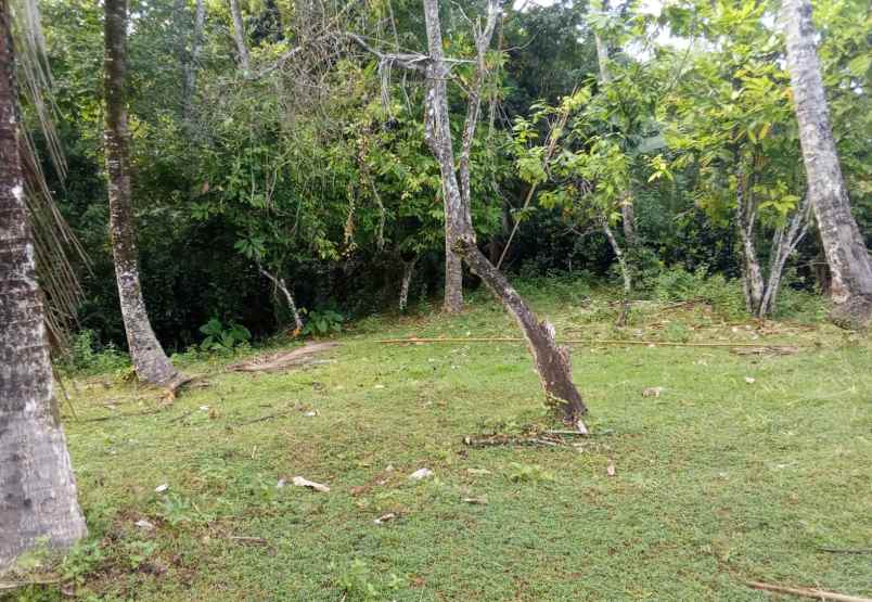 dijual tanah desa lumbung selemadeg