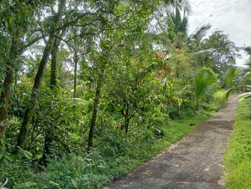 dijual tanah desa lumbung selemadeg