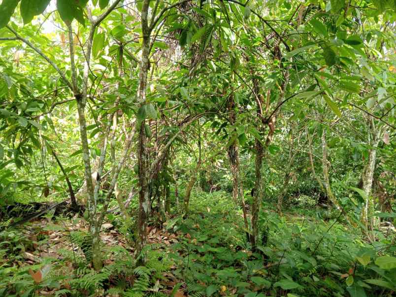 dijual tanah desa lumbung selemadeg