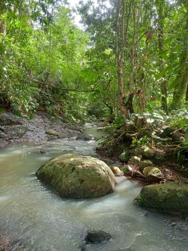 dijual tanah desa lumbung selemadeg