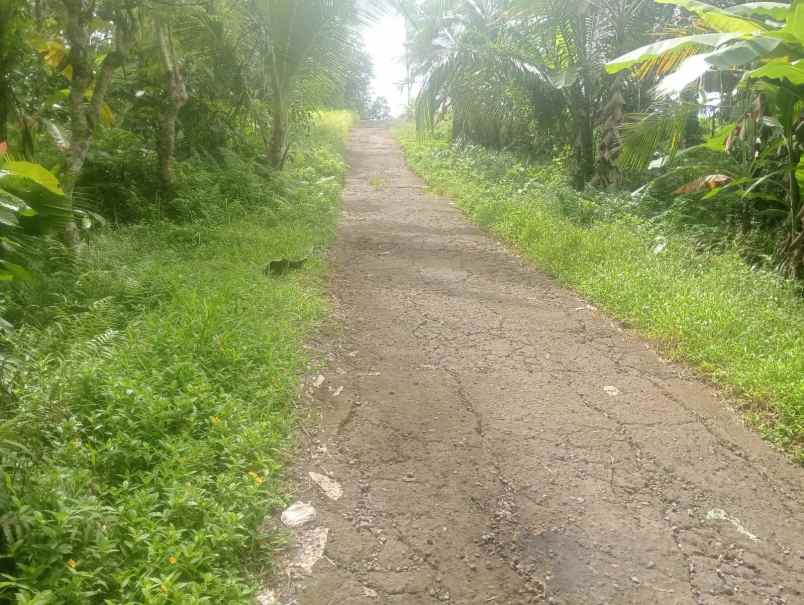 dijual tanah desa lumbung selemadeg