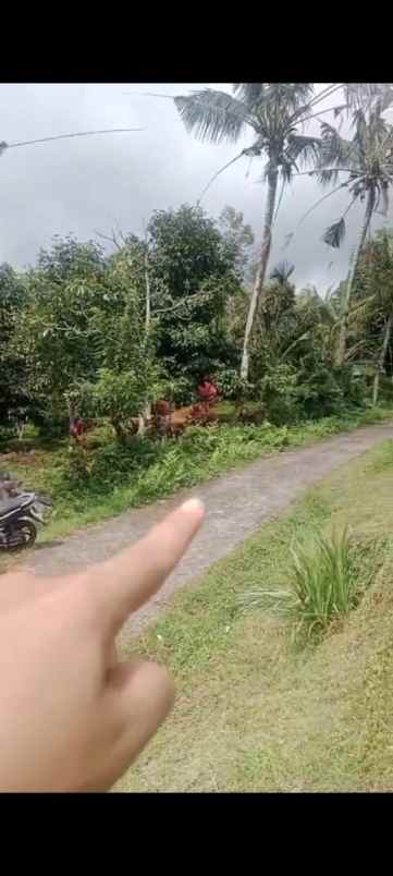 dijual tanah desa pupuan sawah
