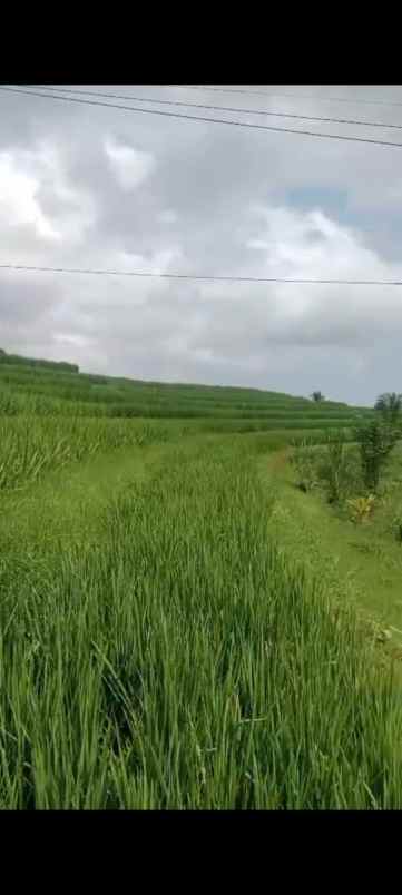 dijual tanah desa pupuan sawah