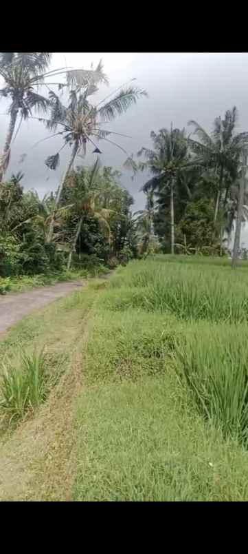 dijual tanah desa pupuan sawah