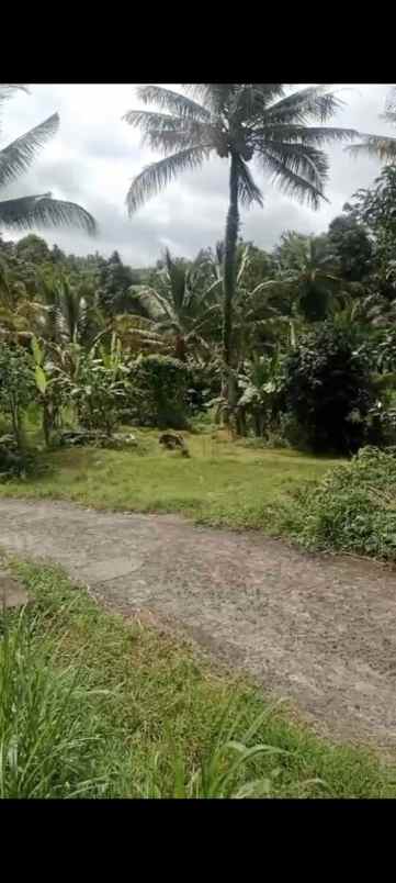 dijual tanah desa pupuan sawah
