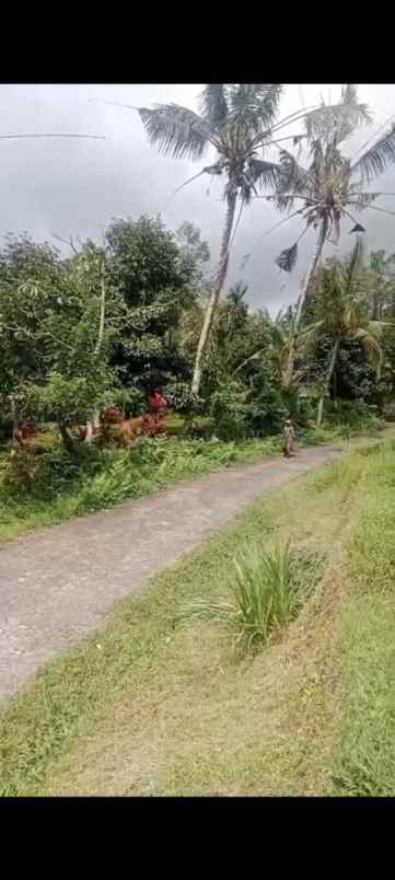 dijual tanah desa pupuan sawah