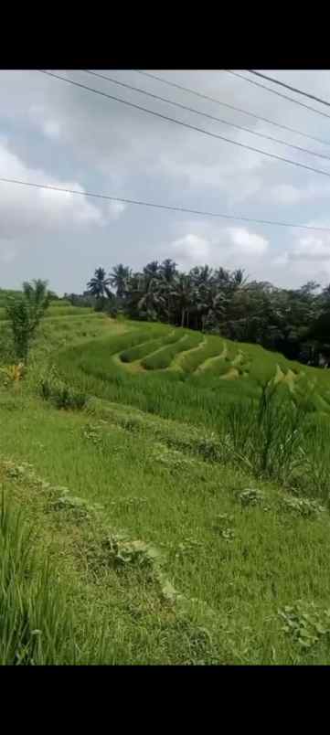 dijual tanah desa pupuan sawah