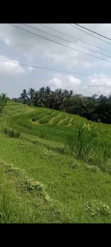 dijual tanah desa pupuan sawah