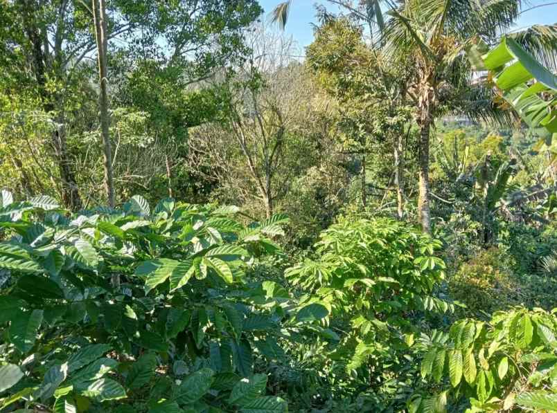 dijual tanah desa sanda kec pupuan kab