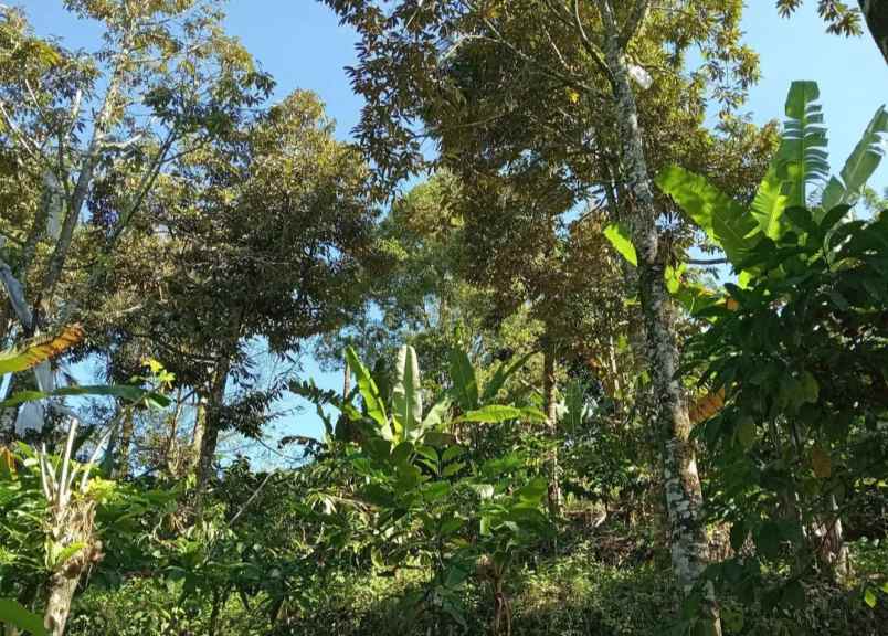 dijual tanah desa sanda kec pupuan kab
